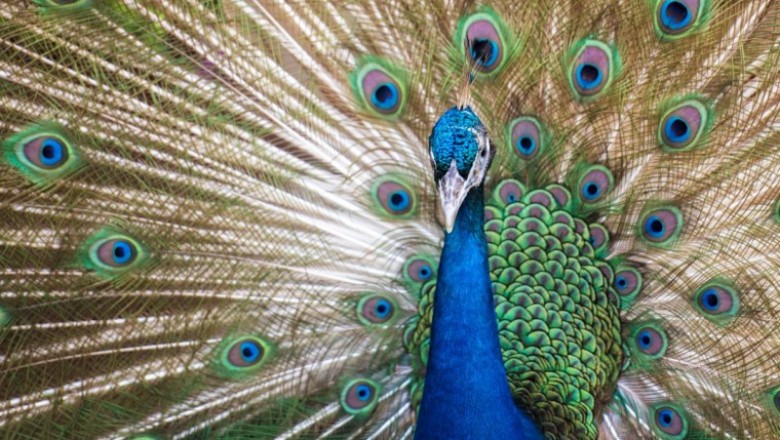 Nature and Wildlife