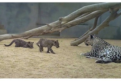 Saudi Arabia’s Royal Commission for AlUla Announces Birth of Two Arabian Leopard Cubs in Significant Boost to Critically Endangered Subspecies