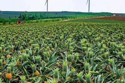 The Poster of “Pineapple in Guangdong, China, Fragrant Everywhere” Was Displayed at the WAFI Landmark in Dubai