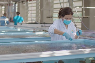 I probiotici accrescono la resilienza dei coralli e contribuiscono a prevenirne la morte