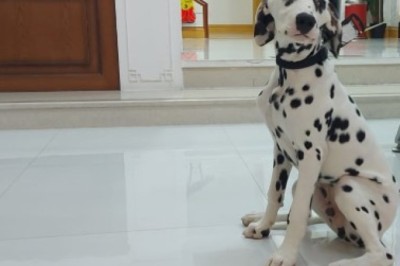 Veterinary X-Ray Dubai | Best Vet in Abu Dhabi | UAE