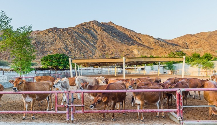 UAE’s Rumailah Farms Offers Public Behind-the-Scenes Look at Expansive Dairy Facility