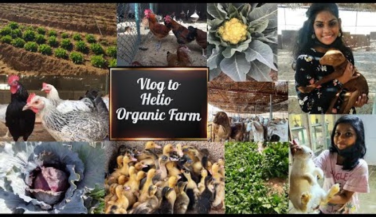 Visit to Helio Organic Farm In Ajman (UAE) - Must visit - First Vlog